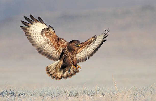 eurasian buzzard - eurasian buzzard imagens e fotografias de stock