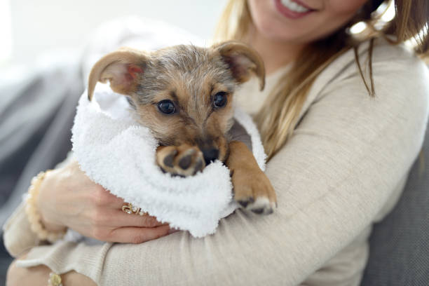 Little puppy wrapped in towel