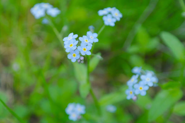 fiori campo blu forget-me-not, fiorisci nella foresta nel pomeriggio estivo, regione di mosca - russia non urban scene brown green foto e immagini stock