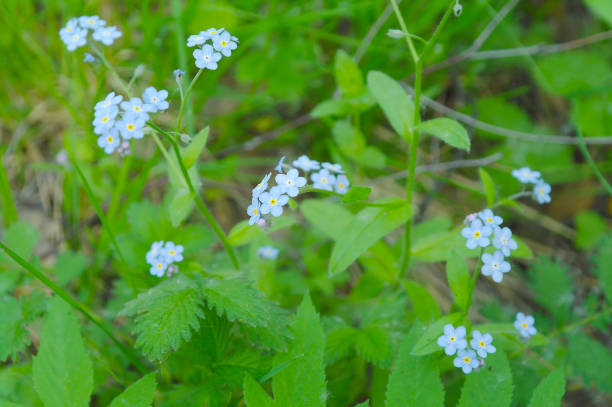 fiori campo blu forget-me-not, fiorisci nella foresta nel pomeriggio estivo, regione di mosca - russia non urban scene brown green foto e immagini stock