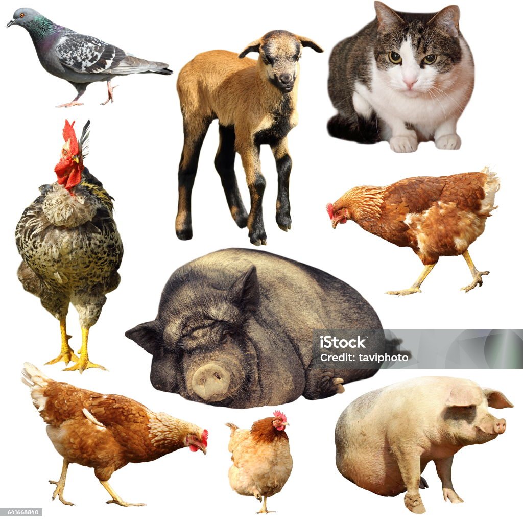 Collection Of Domestic Animals Stock Photo - Download Image Now ...