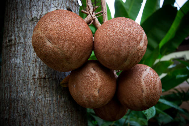 istock Fruits of Cannonball tree(Couroupita guianensis or Sala tree) 641669090