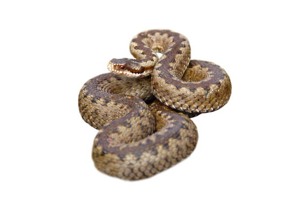 european common viper on white background european common crossed viper isolated on white background ( Vipera berus, female ) common adder stock pictures, royalty-free photos & images