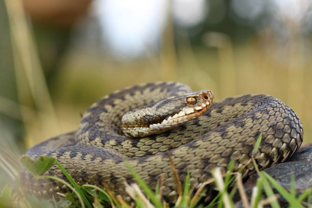istock european viper on mountain meadow 641669426