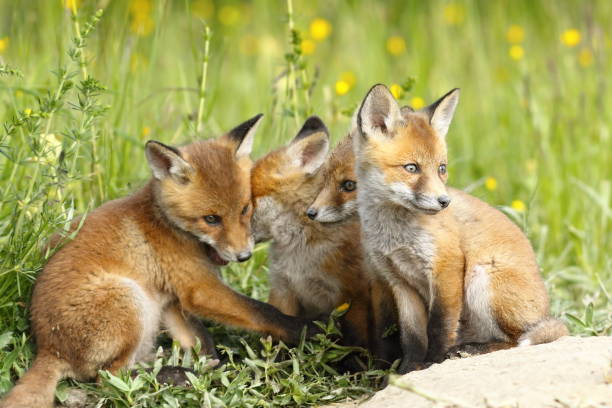 istock family of young foxes 641669468