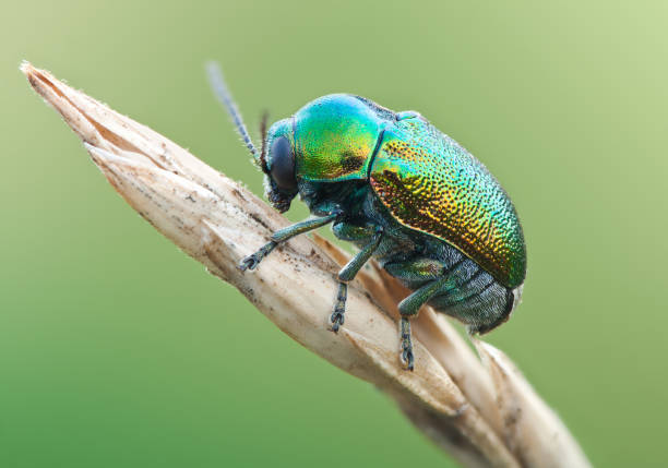 istock Green beetle ryptocephalus sericeus in nature 641671080