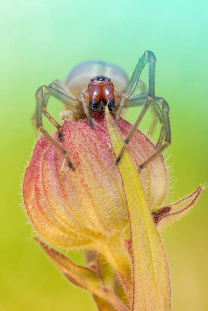 istock Cheiracanthium punctorium spider in nature 641671200