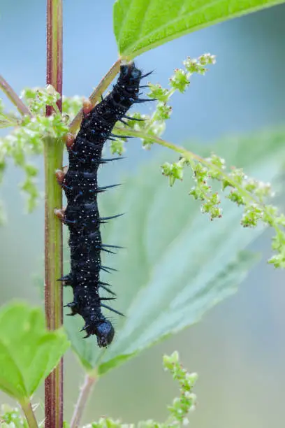 Caterpillar water-nymph (Inachis io) in nature