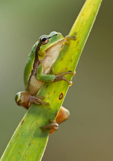 Green Tree Frog on a reed leaf (Hyla arborea) in nature