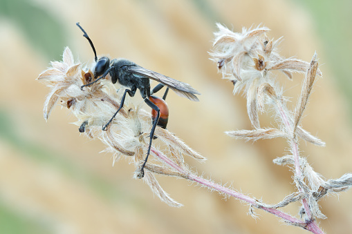 Wasp Palmodes occitanicus slipping in nature