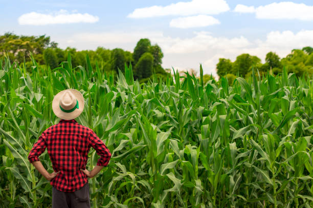 istock Farmer with hat standing in a corn plantation 641671584