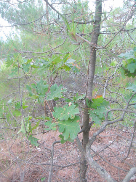 dąb młody w drewnie, obszar gelendzhik - wind tree rural scene landscape zdjęcia i obrazy z banku zdjęć