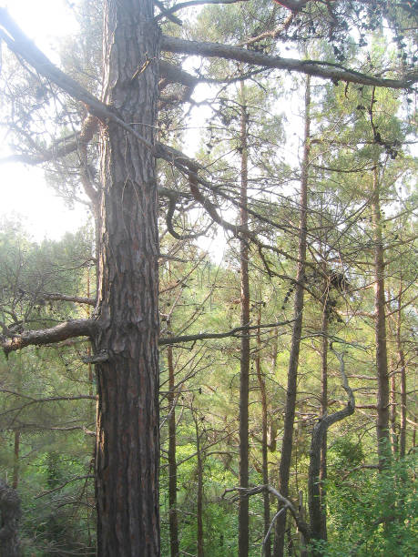 la foresta nella zona di gelendzhik - russia non urban scene brown green foto e immagini stock