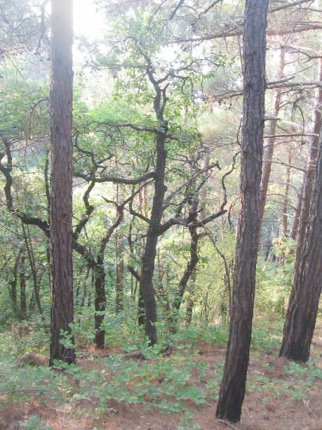 la foresta nella zona di gelendzhik - russia non urban scene brown green foto e immagini stock