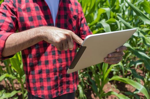 Granjero con tableta digital en la plantación de maíz cultivadas photo