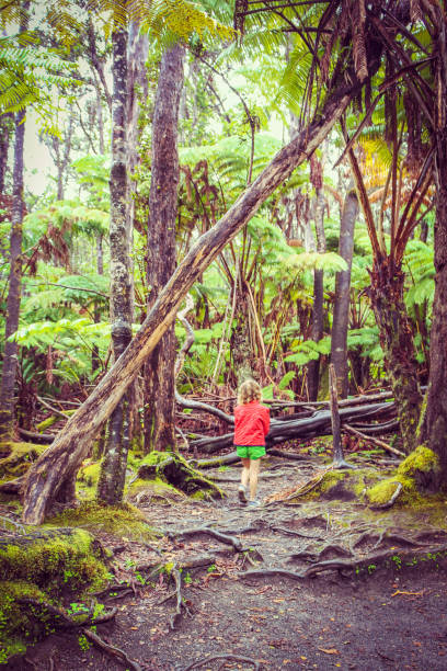 istock Walk in the Jungle 641672758