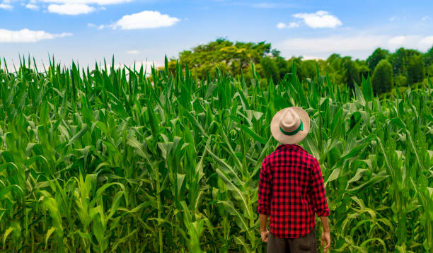 istock Farmer with hat standing in a corn plantation 641673106