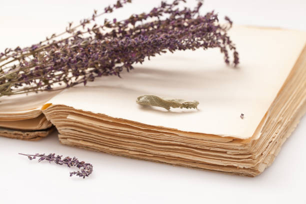 istock old book and a bunch of dried herbs 641674040