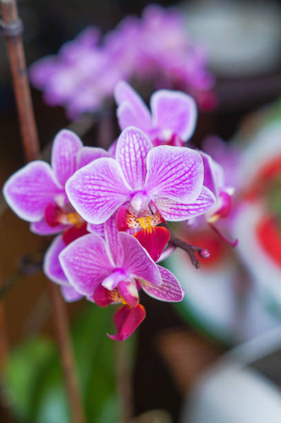 istock Pink orchid flower blossom 641678012