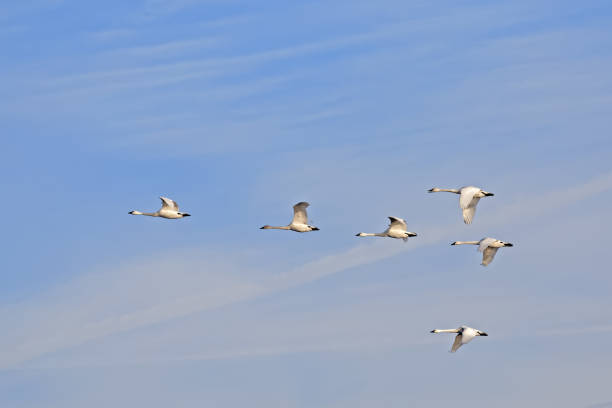 istock Migrating Tundra Swans in Flight 641679740