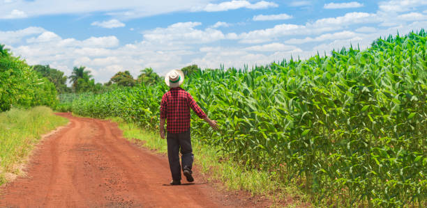 istock Farmer with hat holding tablet computer walking in corn plantation 641680424