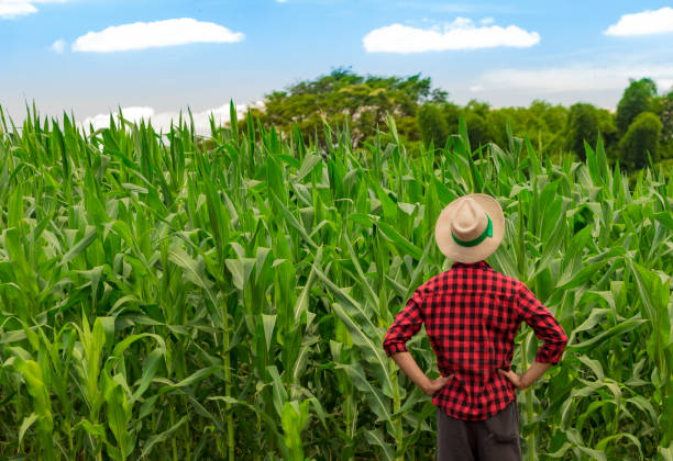 istock Farmer with hat standing in a corn plantation 641680534