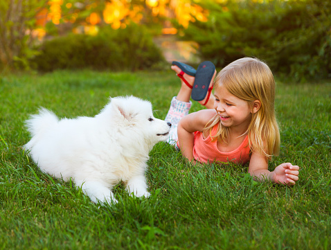 Little smiling girl playing with Samoyed puppy in the summer garden on the green grass