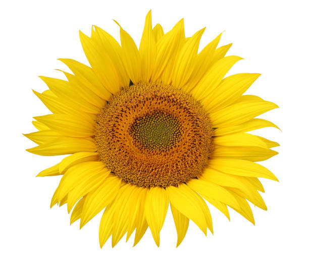 istock Flower of sunflower isolated on a white background. 641683464