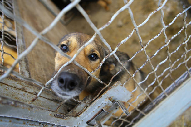 Animal shelter.Boarding home for dogs Abandoned dog in the kennel,homeless dog behind bars in an animal shelter.Sad looking dog behind the fence looking out through the wire of his cage sad dog shelter stock pictures, royalty-free photos & images
