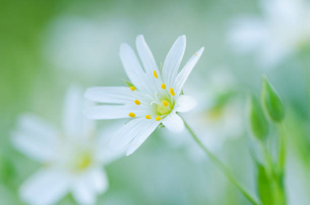Beautiful white blossoms. Stellaria.