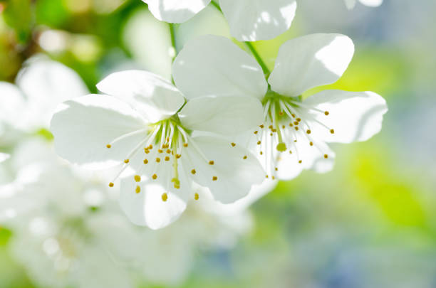 istock Airy cherry blossoms in springtime. Two white cherry blossoms 641687094