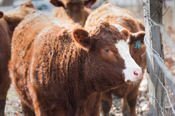 istock White Face Cow by Farm Fence 641689284