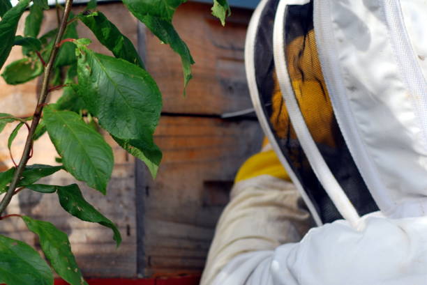 istock Apiarist working with Beehives 641689560