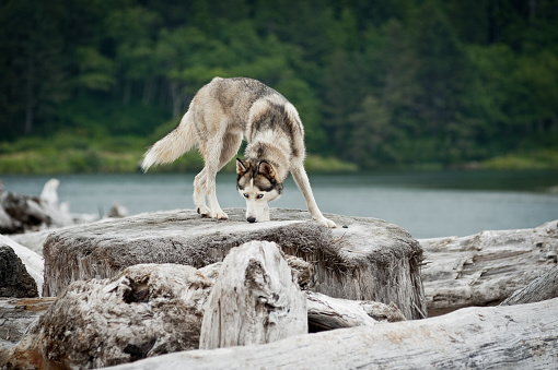 husky jumping over logs in Mora Beach, Olympic National Park, Washington State, USA
