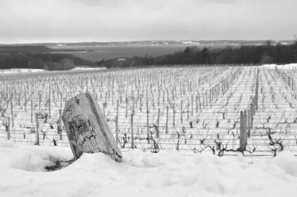 istock Northern Michigan Winter Vineyards with Stump 641690504