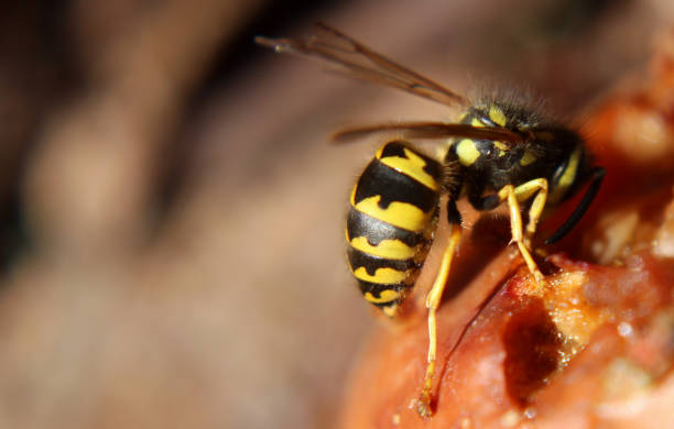 macro de uma vespa - rotting fruit wasp food - fotografias e filmes do acervo