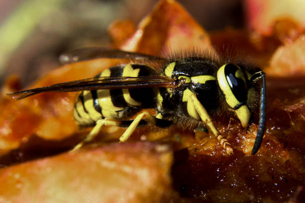 vista detalhada de uma vespa de jaqueta amarela, sentado sobre uma maçã - rotting fruit wasp food - fotografias e filmes do acervo