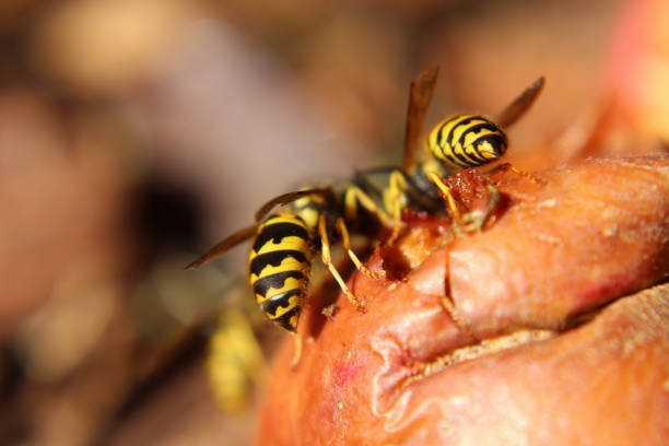 closeup de vespa abdomens - rotting fruit wasp food - fotografias e filmes do acervo