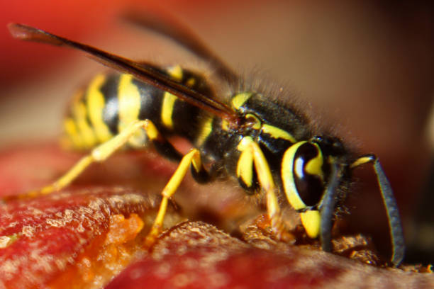 istock Macro View of a Wasp Eating a Red Apple 641691034
