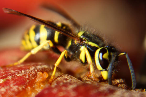 macro visão de uma vespa comendo uma maçã vermelha - rotting fruit wasp food - fotografias e filmes do acervo