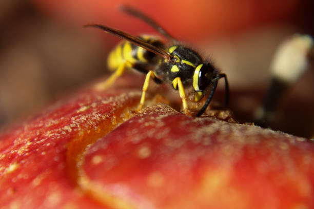 macro visão de uma vespa comendo uma maçã vermelha - rotting fruit wasp food - fotografias e filmes do acervo