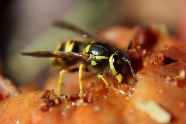 uma vespa a banqueteando-se com uma maçã madura - rotting fruit wasp food - fotografias e filmes do acervo