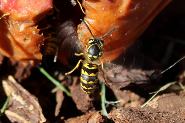 macro de vespa meados voo no ar - rotting fruit wasp food - fotografias e filmes do acervo