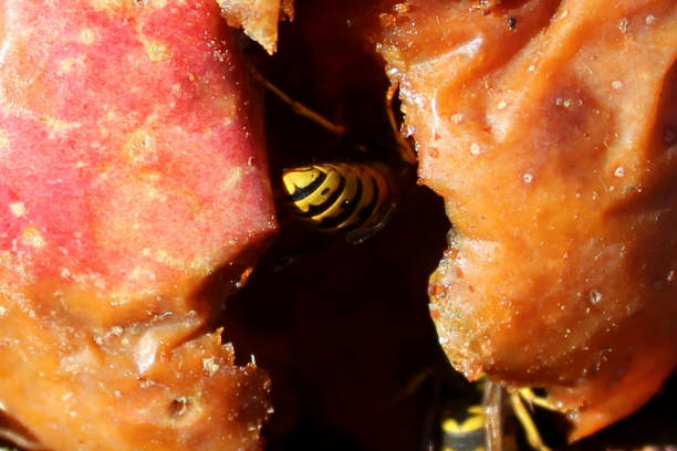 uma vespa escondida na fenda de uma maçã - rotting fruit wasp food - fotografias e filmes do acervo