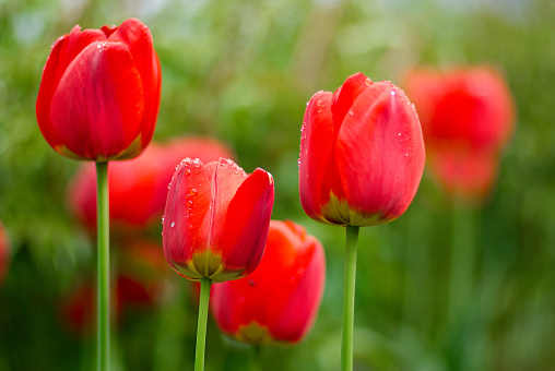 Beautiful red Tulips Flowers with Waterdrops  in the garden. Holiday border on natural green background
