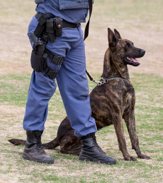 chien de police obéissant assis à ses pieds des gestionnaires - german shepherd police security alertness photos et images de collection