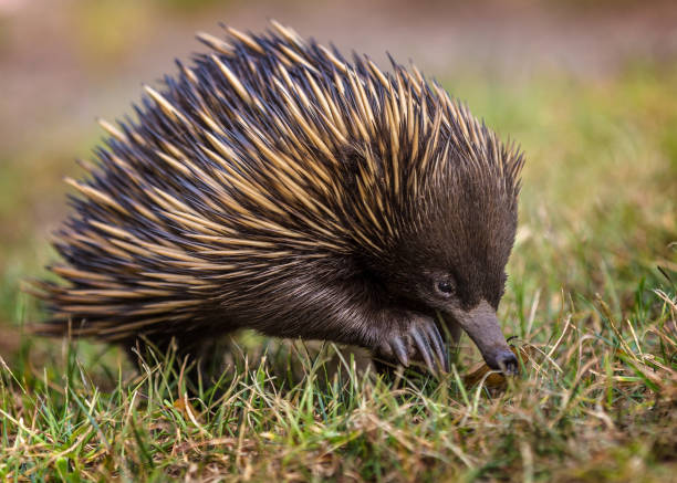 istock A short-beaked echidna (Tachyglossus aculeatus) walking on the grass 641692836