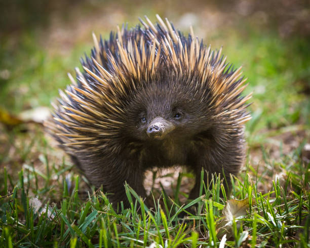 short-beaked echidna The short-beaked echidna (Tachyglossus aculeatus) on grass echidna stock pictures, royalty-free photos & images