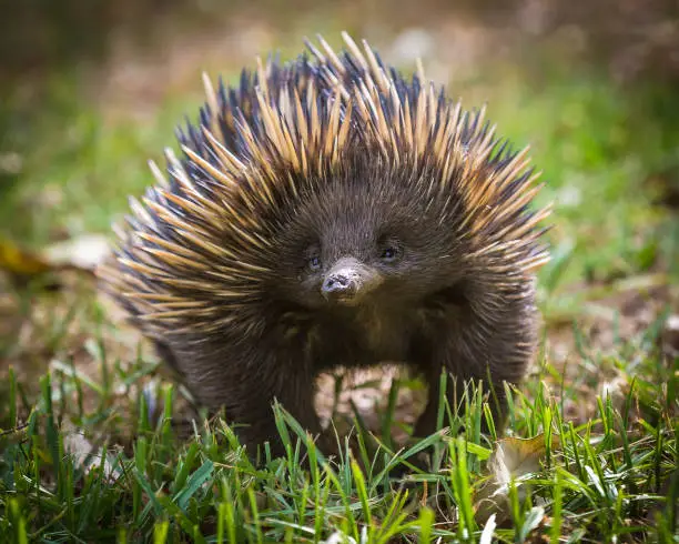 The short-beaked echidna (Tachyglossus aculeatus) on grass