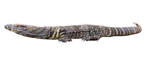 istock Lace monitor 641693106
